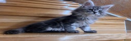 Maine Coon cats for sale: ❤️Maine Coon Girl❤️ - Advert 4