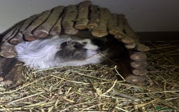Guinea Pig rodents for sale: Peruvian and short haired sows for sale  - Image 2