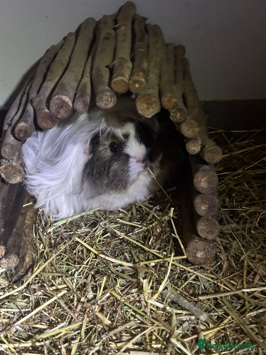 Guinea Pig rodents for sale: Peruvian and short haired sows for sale  - Image 2