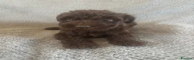 Labradoodle 1