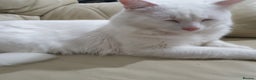 Turkish Angora cats for sale: Turkish angora 1 male 1 female  - Advert 3