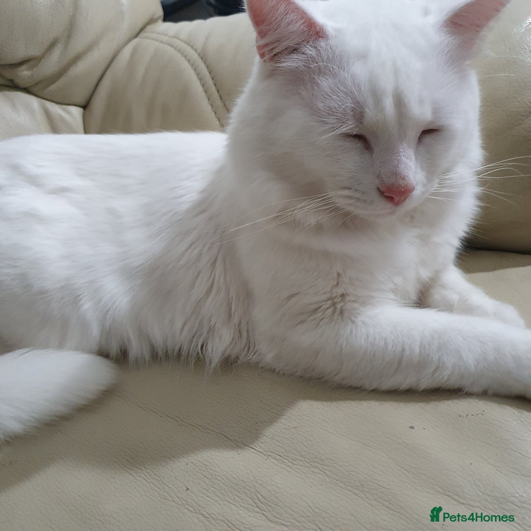 Turkish Angora cats for sale: Turkish angora 1 male 1 female  - Advert 3