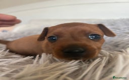 Miniature Pinscher dogs for sale: Stunning KC Miniature Pinscher puppies - Image 8