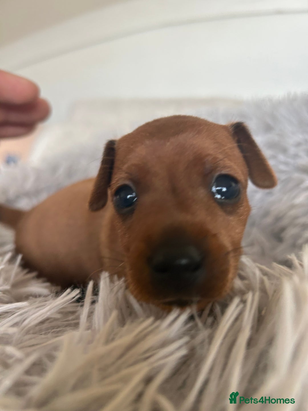 Miniature Pinscher dogs for sale: Stunning KC Miniature Pinscher puppies - Image 8