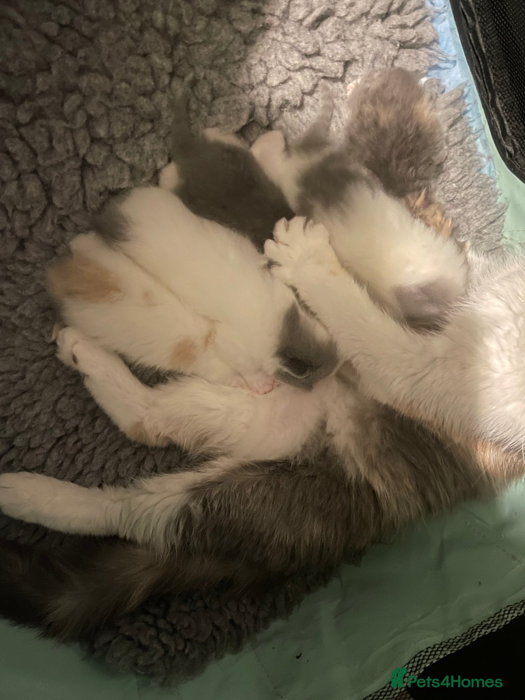 Exotic cats for sale: 🔥GCCF EXOTIC KITTENS READY DECEMBER  **  - Image 15