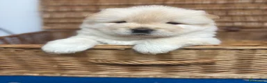Chow Chow 5