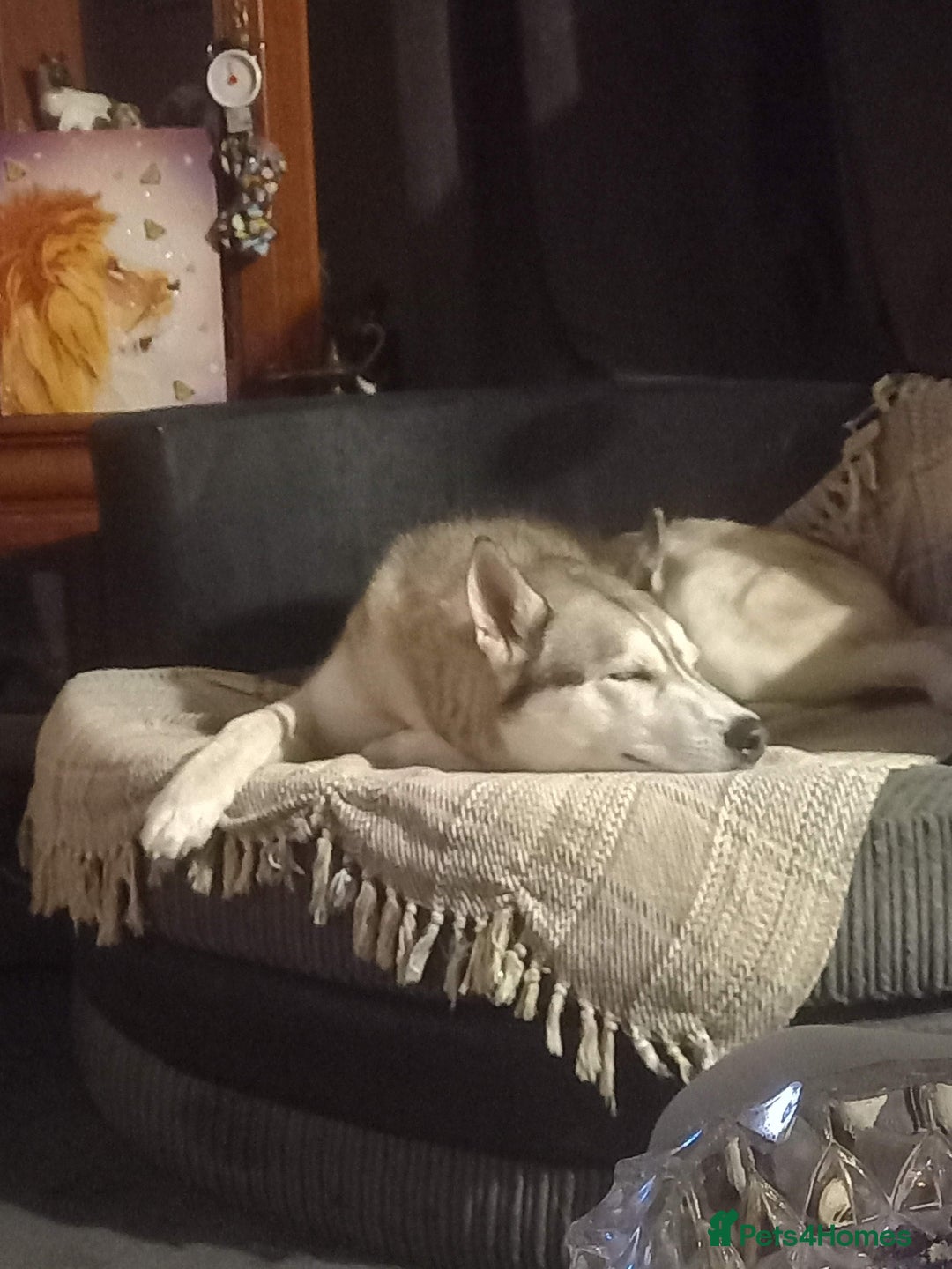 Shepsky dogs for sale: 4 beautiful shepsky puppies  - Image 6