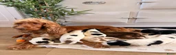 Cockapoo dogs for sale: Beautiful cockerpoo puppies  - Advert 11