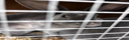 Rex rabbits for sale: Rex bunny’s  in Rochester - Advert 1