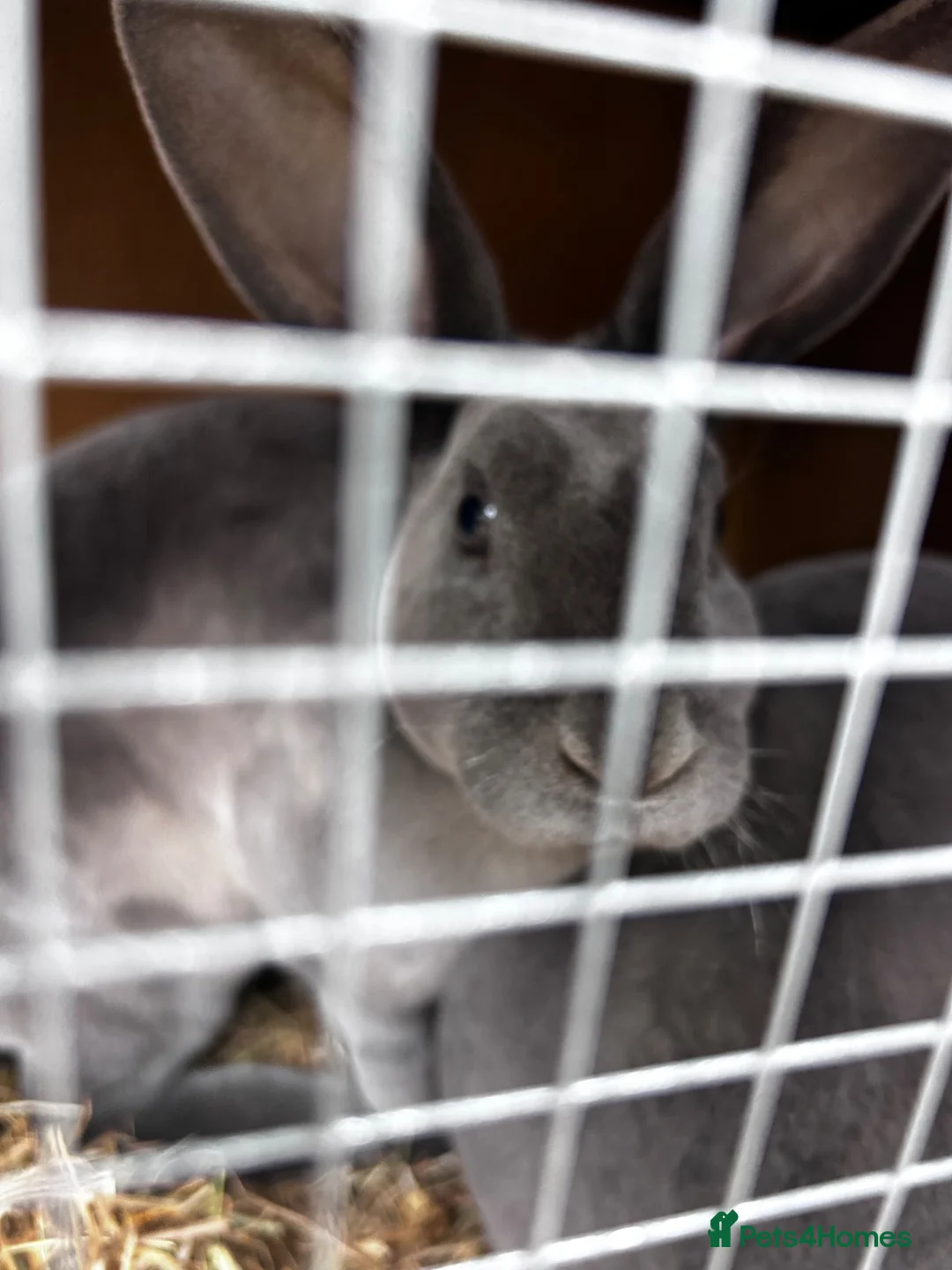 Rex rabbits for sale: Rex bunny’s  in Rochester - Advert 1