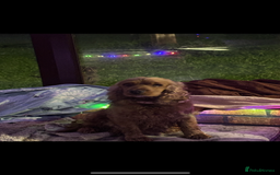 Cocker Spaniel dogs for sale: 1 black male cockerspaniel  - Image 5