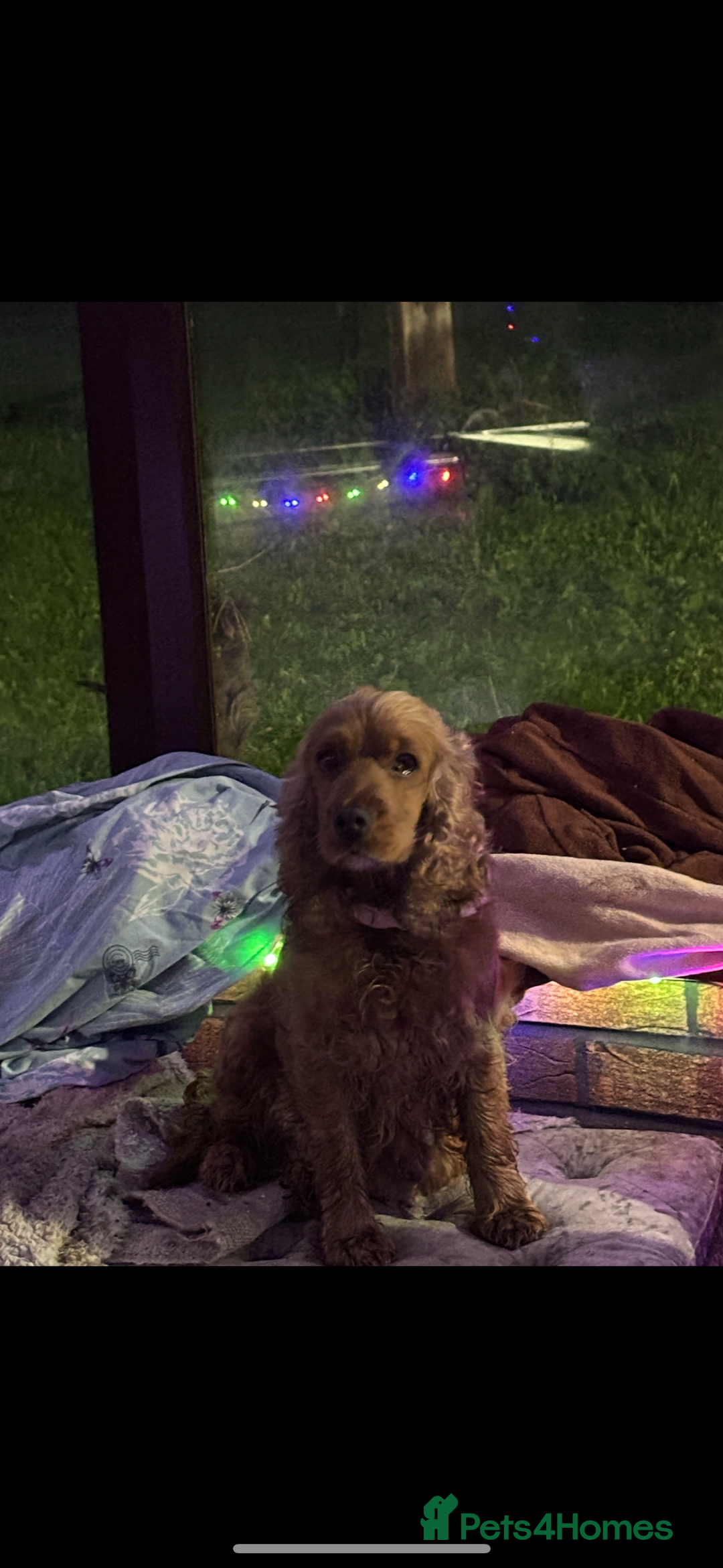 Cocker Spaniel dogs for sale: 1 black male cockerspaniel  - Image 5