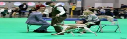 Mixed Breed dogs for sale: Beautiful bedlington x whippet puppies  - Advert 7