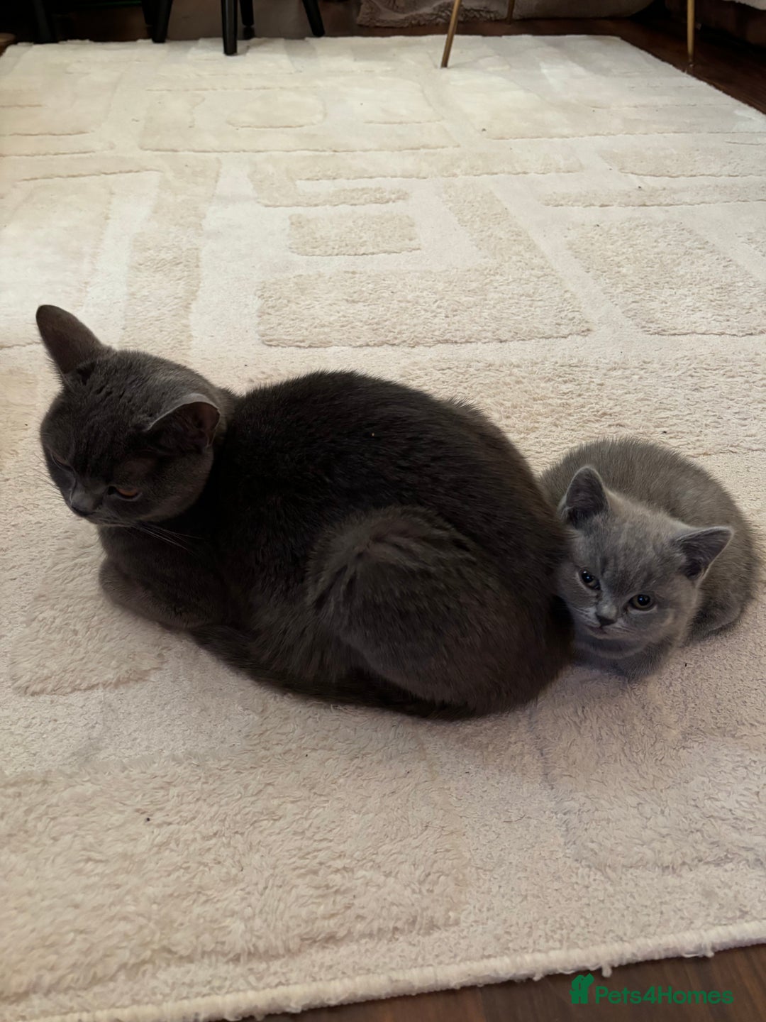 British Shorthair cats for sale: British Short hair kitten available  - Advert 7