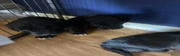 Sprocker dogs for sale: £995 EACH Beautiful cocker spaniel puppies  - Advert 11