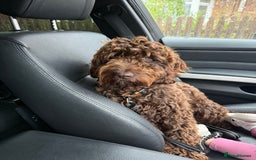 Cockapoo dogs for sale: Dexter - Image 3