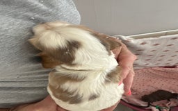 Cocker Spaniel dogs for sale: KC reg Cocker Spaniel Puppies, council licensed  - Image 14