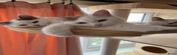 Munchkin cats for sale: Beautiful long legs Munchkin×BSH kittens  - Advert 9