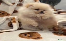 Pomeranian dogs for sale: Pomeranian  - Image 2