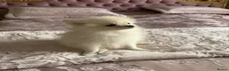 Pomeranian dogs for sale: Pomeranian puppies - Advert 3