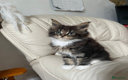 Maine Coon cats for sale: TICA registered, pedigree maine coon kittens  - Image 10