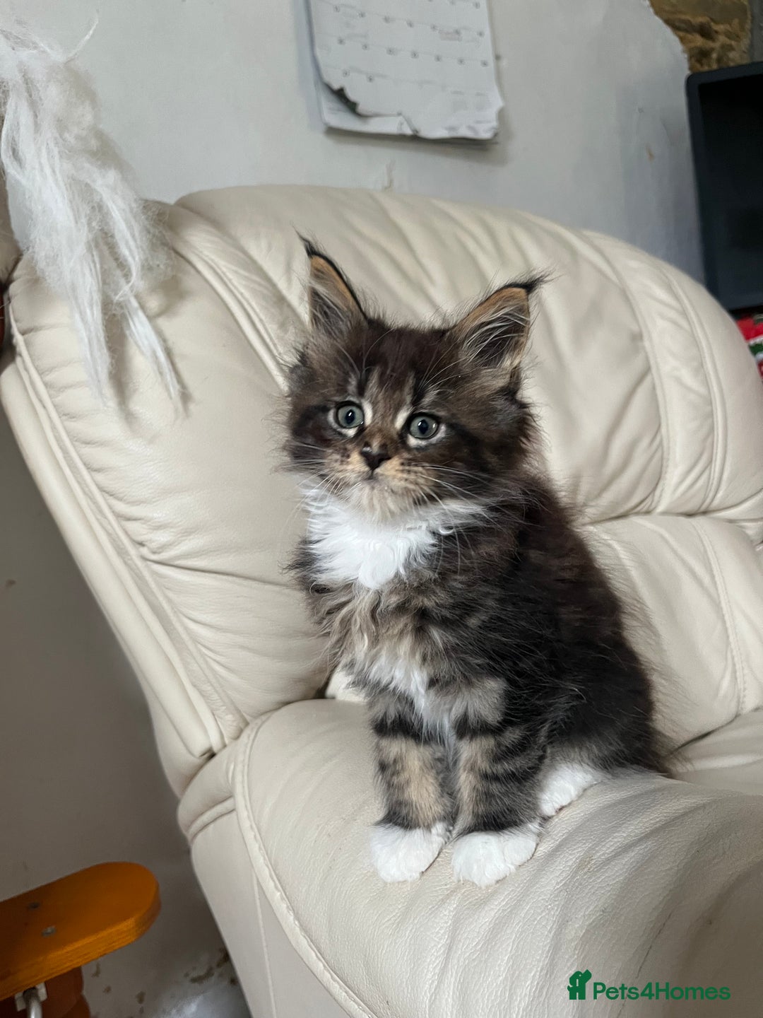 Maine Coon cats for sale: TICA registered, pedigree maine coon kittens  - Image 10
