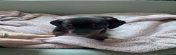 Miniature Dachshund dogs for sale: My family dogs have had a litter of 5  - Advert 14