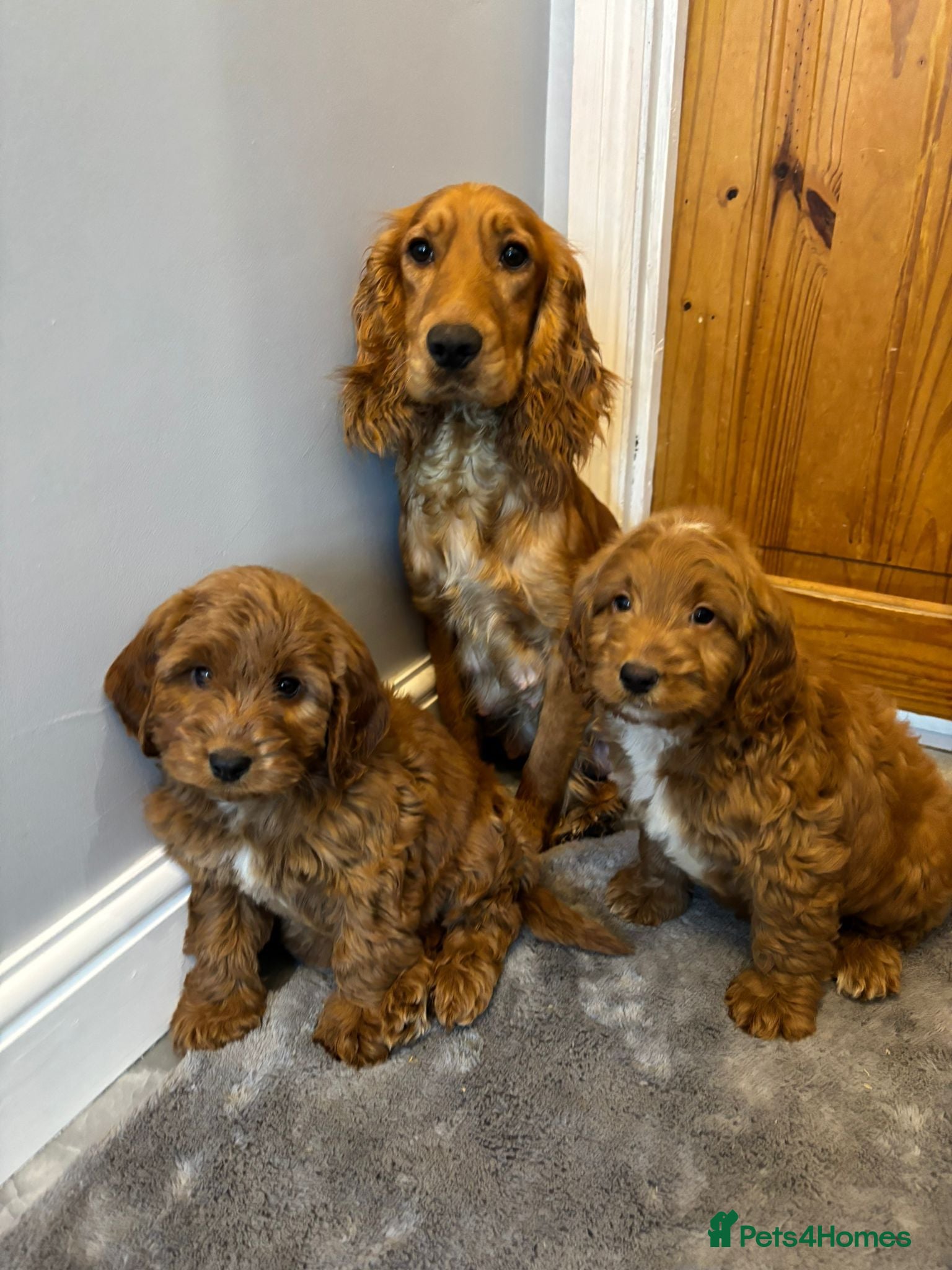 Cockapoo dogs Cockapoo   boys ready now  - Advert 2