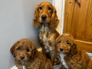 Cockapoo dogs Cockapoo boys ready now - Advert 1