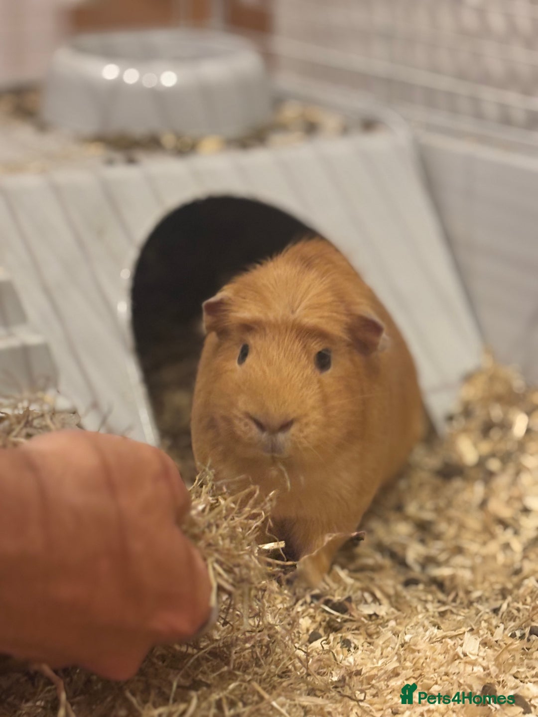 Guinea Pig rodents for sale: 2 Guinea pigs - Advert 3
