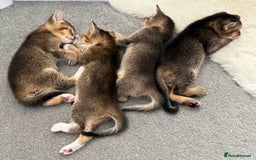 Abyssinian cats for sale: Marina  - Image 6