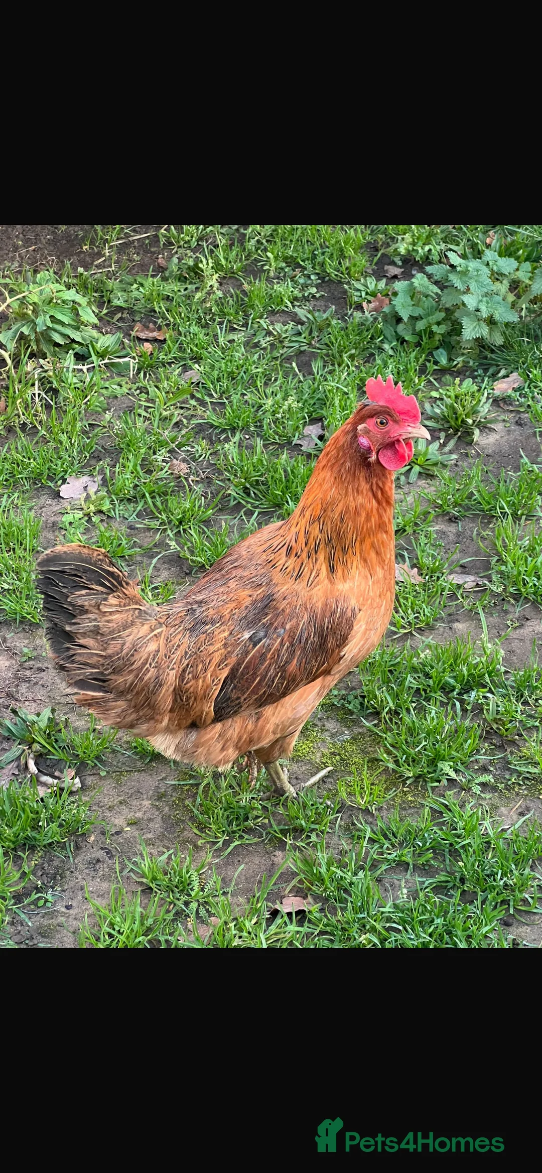Chickens poultry for sale: Beautiful Homegrown Laying Hen 🐔 - Advert 3
