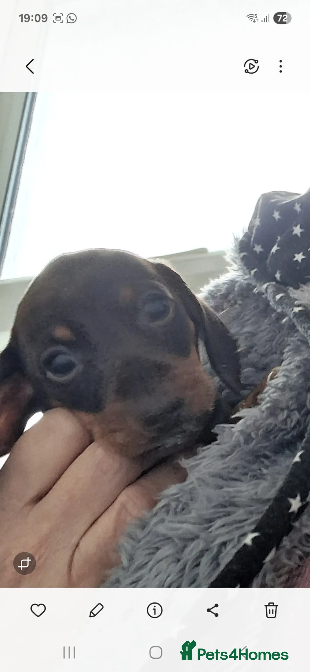 Miniature Dachshund dogs for sale: Miniature dachshund  - Advert 4
