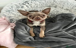 Chihuahua dogs for stud: Proven Lilac KC registered chihuahua for stud  in Liverpool - Image 12