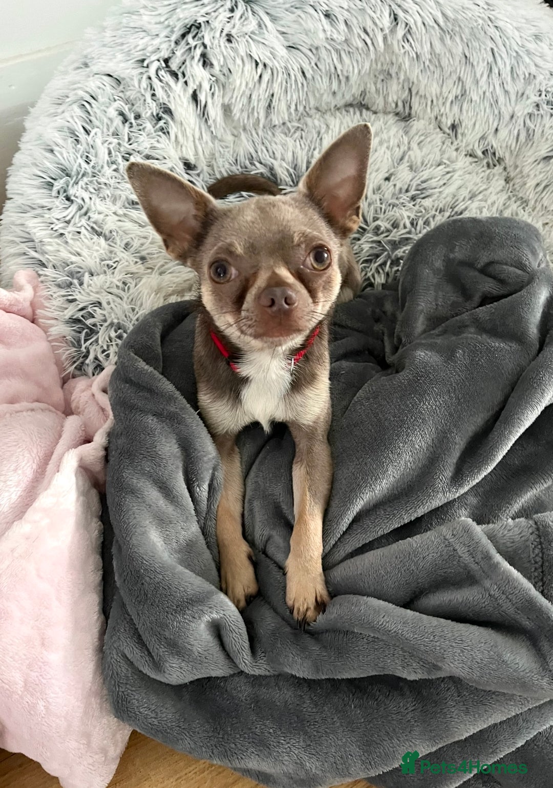 Chihuahua dogs for stud: Proven Lilac KC registered chihuahua for stud  in Liverpool - Image 12