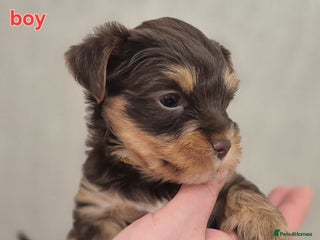 Biewer Terrier dogs Yorkshire Biewier terrier - Advert 5