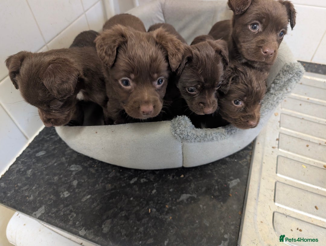 Mixed Breed dogs for sale: Small Jack X spaniel Puppies Ready For New Home  - Advert 7