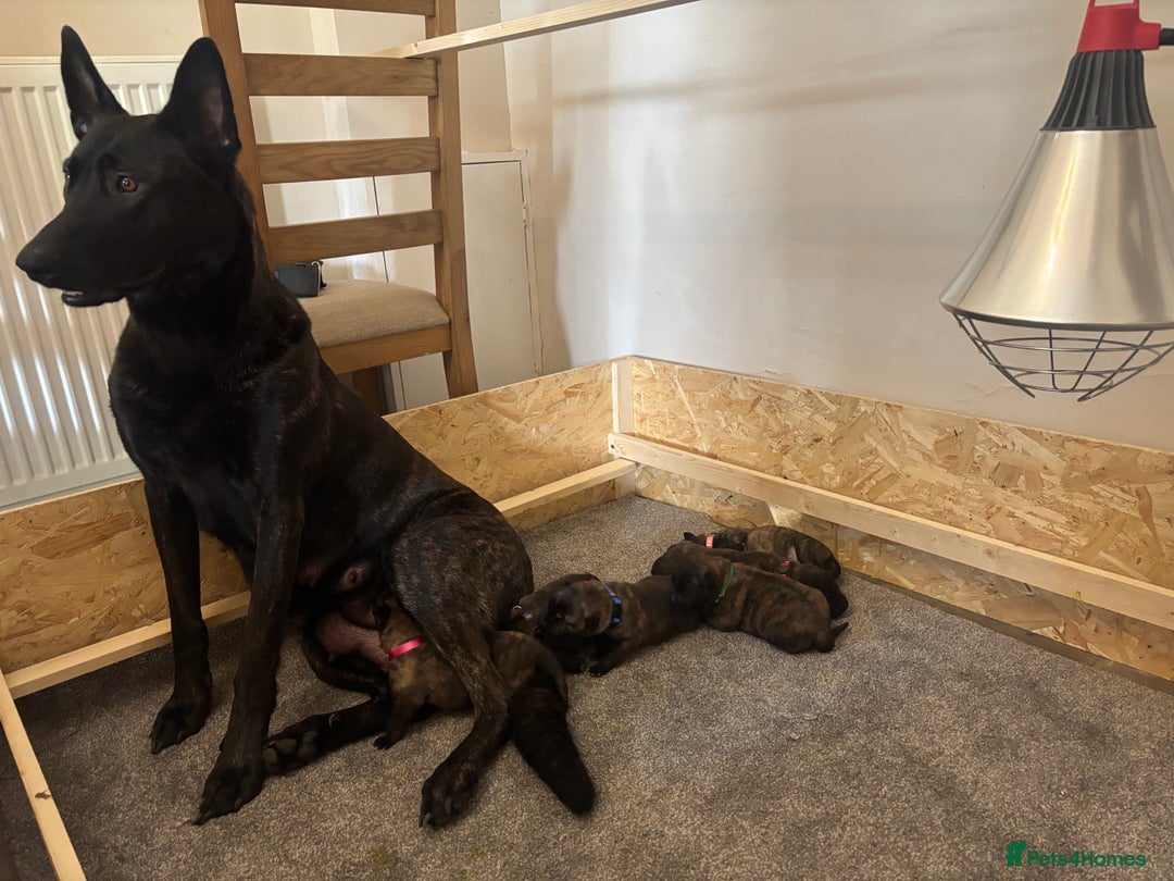Belgian Shepherd Dog dogs for sale: Dutch shepherd puppies  - Image 11