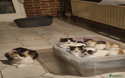 Mixed Breed cats for sale: Cute kittens  - Image 11