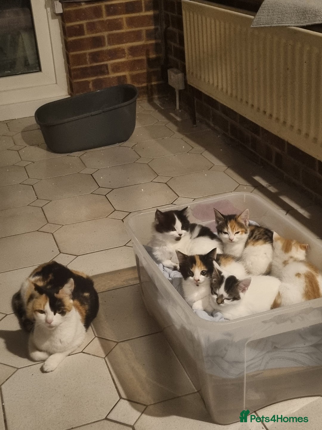 Mixed Breed cats for sale: Cute kittens  - Image 11
