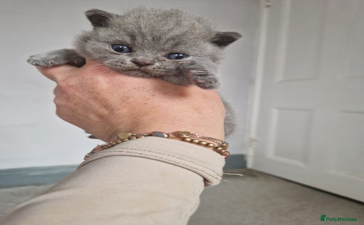 British Shorthair cats - Advert 1
