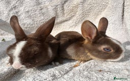 Mini Lop rabbits for sale: Two baby girls left!  - Image 4