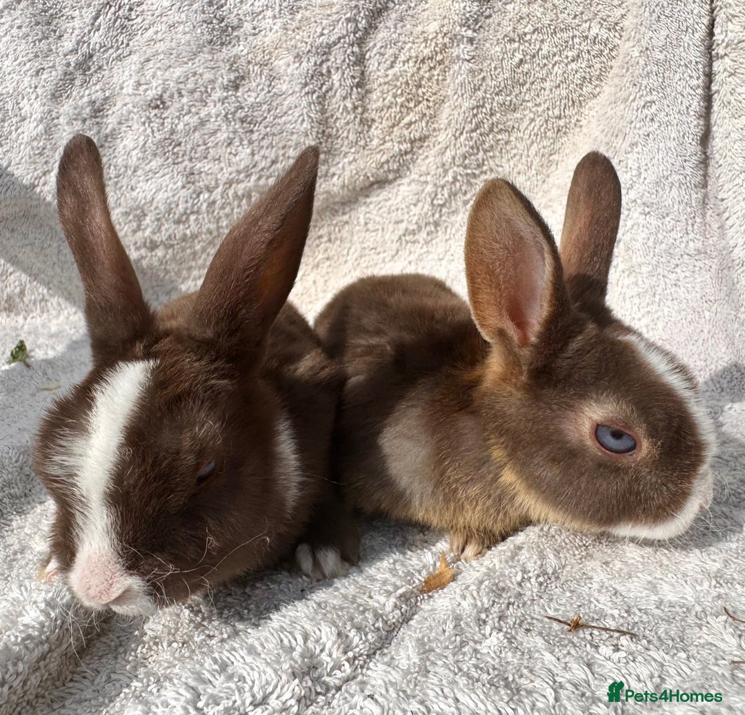Mini Lop rabbits for sale: Two baby girls left!  - Image 4