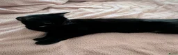 Domestic Shorthair cats for sale: Beautiful calm black shorthair - Advert 3