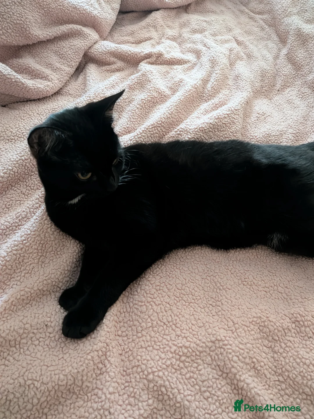 Domestic Shorthair cats for sale: Beautiful calm black shorthair - Advert 3