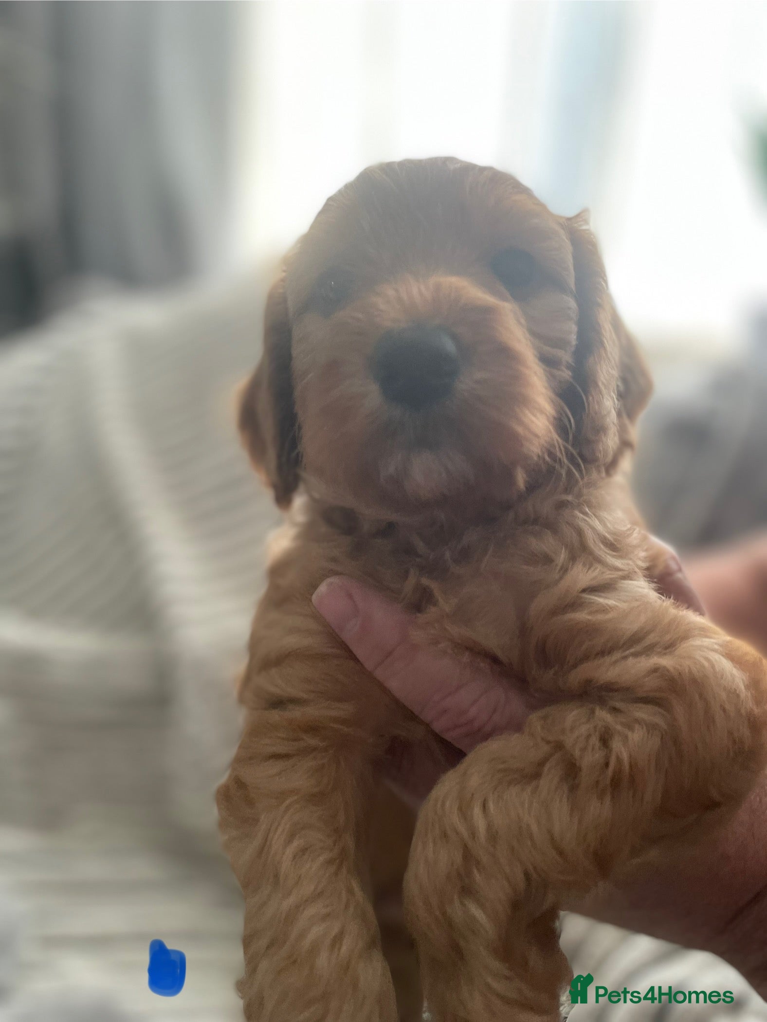 Cockapoo dogs Miniature F1 cockerpoo puppies - Advert 2