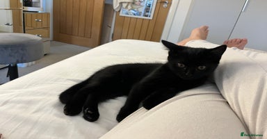Mixed Breed cats - Advert 16
