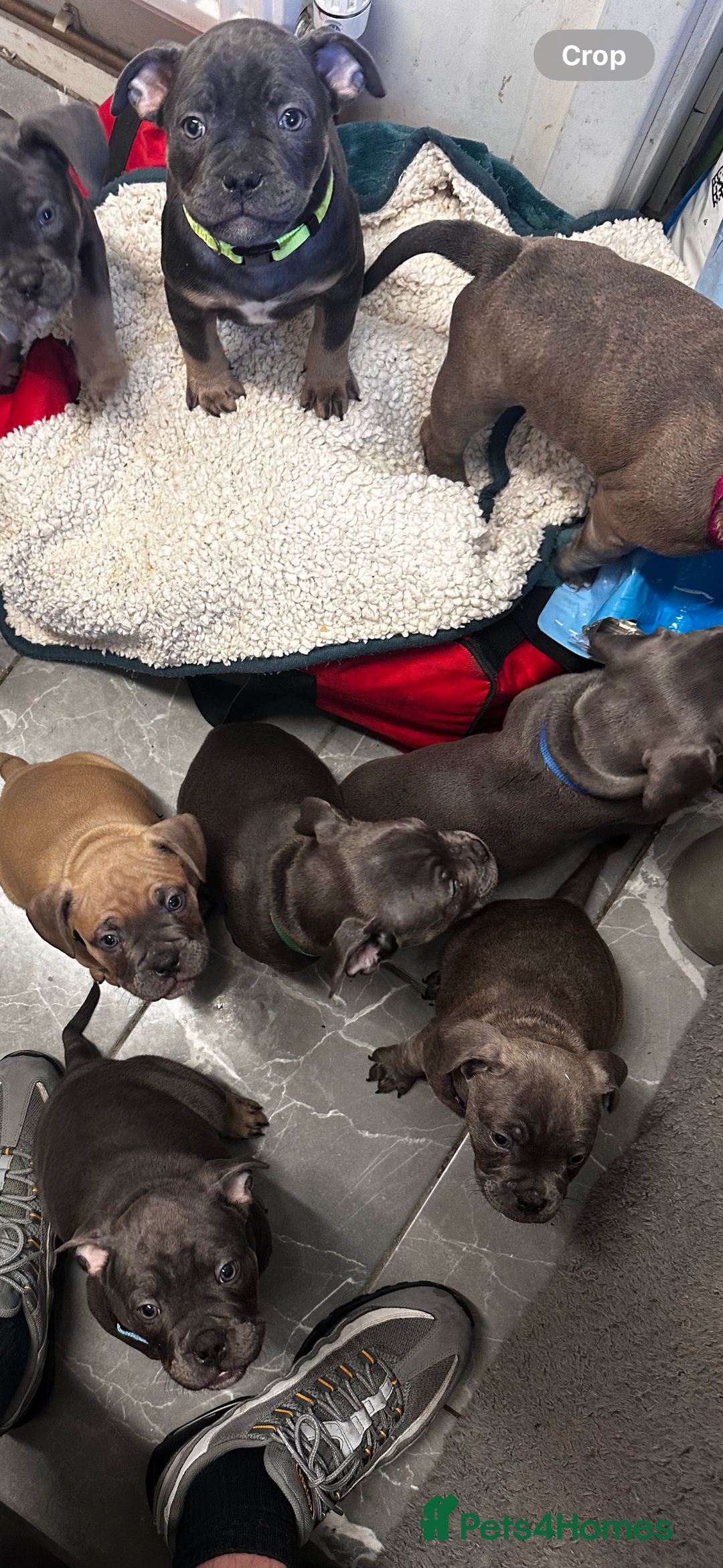 Mixed Breed dogs for sale: Exotic Pocket bully’s 4 males 5 females  - Image 2