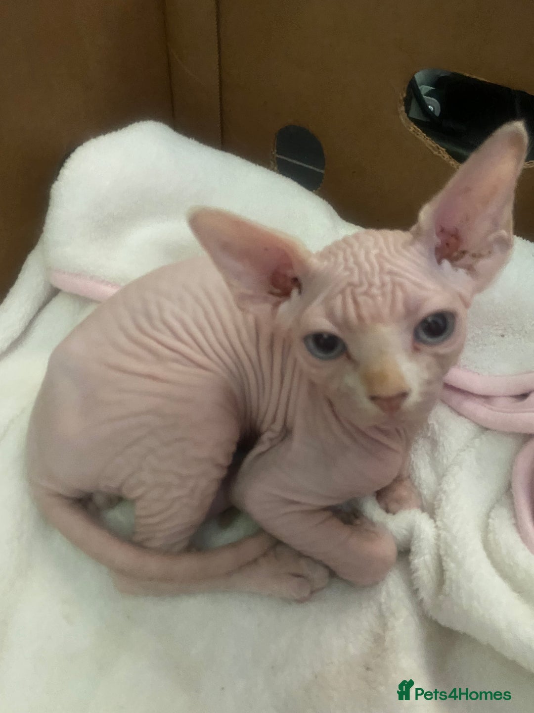 Sphynx cats for sale:  Sphynx kittens are looking for a loving  home. - Image 11