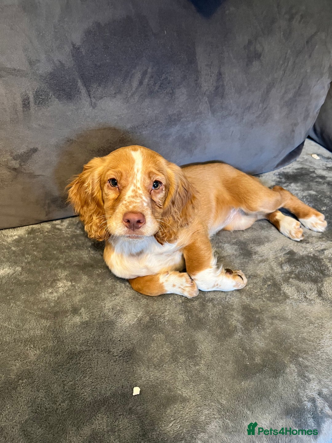 Cocker Spaniel dogs for stud: RED KC STUD DOG  in Bishop Auckland - Advert 12